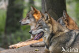 Grey Wolf (Canis lupus)