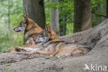 Grey Wolf (Canis lupus)