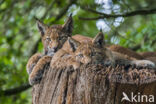 Euraziatische lynx (Lynx lynx)