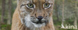 Eurasian Lynx (Lynx lynx)