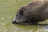 Wild Boar (Sus scrofa)