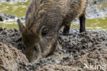 Wild Boar (Sus scrofa)