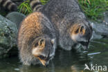 northern raccoon (Procyon lotor)