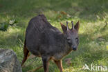 southern pudu (Pudu puda)