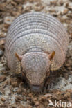 Klein behaard gordeldier (Chaetophractus vellerosus)