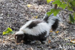 Striped Skunk (Mephitis mephitis)