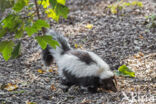 Striped Skunk (Mephitis mephitis)