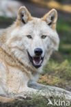 Mackenzie Valley Wolf (Canis lupus occidentalis)