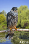 Hobby (Falco subbuteo)