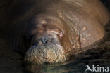 Walrus (Odobenus rosmarus)