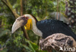 Jaarvogel (Aceros undulatus)