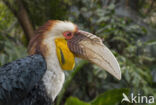 Jaarvogel (Aceros undulatus)