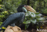 Jaarvogel (Aceros undulatus)