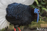 Bulwer s Pheasant (Lophura bulweri)