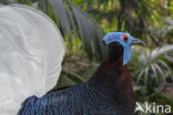 Bulwer s Pheasant (Lophura bulweri)