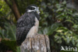 Spectacled Owl (Pulsatrix perspicillata)