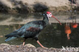 Kaapse Ibis (Geronticus calvus)