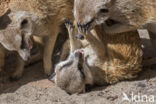 Meerkat (Suricata suricatta)