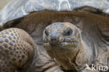 Aldabra Tortoise (Testudo gigantea)