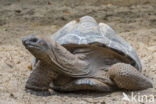 Aldabra Tortoise (Testudo gigantea)