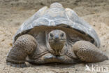 Aldabra Tortoise (Testudo gigantea)