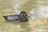 Pochard (Aythya ferina)