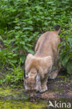 Euraziatische lynx (Lynx lynx)