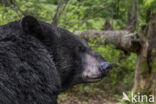 American black bear (Ursus americanus)