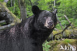 American black bear (Ursus americanus)