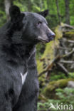 American black bear (Ursus americanus)