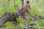 Euraziatische lynx (Lynx lynx)