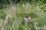 Grey Wolf (Canis lupus)