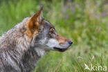 Grey Wolf (Canis lupus)