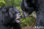 American black bear (Ursus americanus)