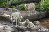 Hudson Bay wolf (Canis lupus hudsonicus)