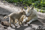 Canis lupus hudsonicus