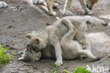 Hudson Bay wolf (Canis lupus hudsonicus)