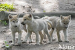 Hudson Bay wolf (Canis lupus hudsonicus)