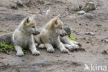 Hudson Bay wolf (Canis lupus hudsonicus)