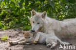 Hudson Bay wolf (Canis lupus hudsonicus)