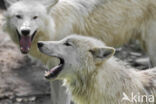 Hudson Bay wolf (Canis lupus hudsonicus)