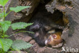 Polecat (Mustela putorius)