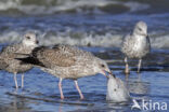 Herring Gull (Larus argentatus)