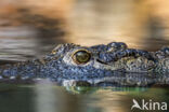 Nile Crocodile (Crocodylus niloticus)