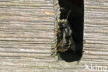 Blauwe metselbij (Osmia caerulescens)