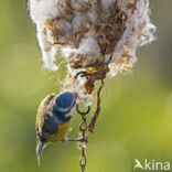 Blue Tit (Parus caeruleus)