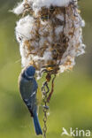 Blue Tit (Parus caeruleus)