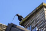 Eurasian Jackdaw (Corvus monedula)