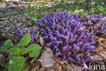 Purple Toothwort (Lathraea clandestina)