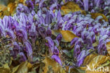 Purple Toothwort (Lathraea clandestina)